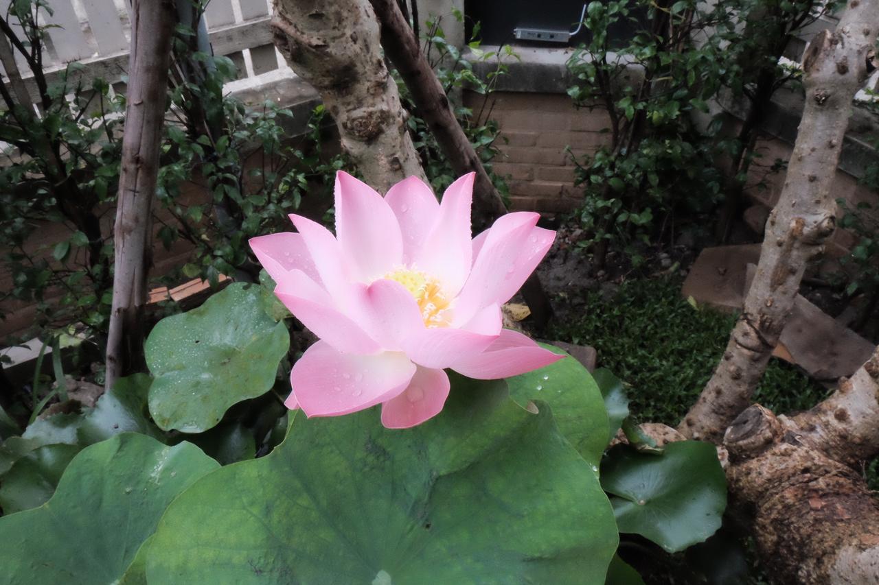 18 In Town Homestay Chiang Mai Luaran gambar